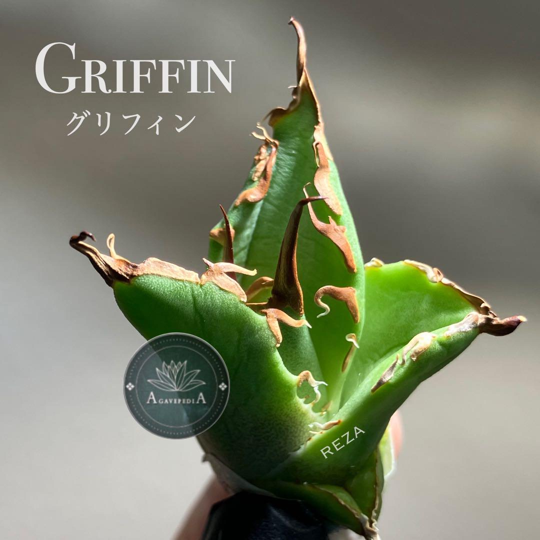 イラン株【REZA産】⑤アガベ チタノタ グリフィン griffin