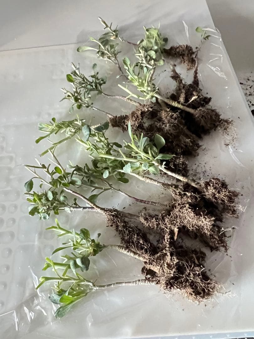 ミニミニハボタン 育て方です 間も無くシーズン ですねやや傷や汚れあり YUZUMIYA_COM