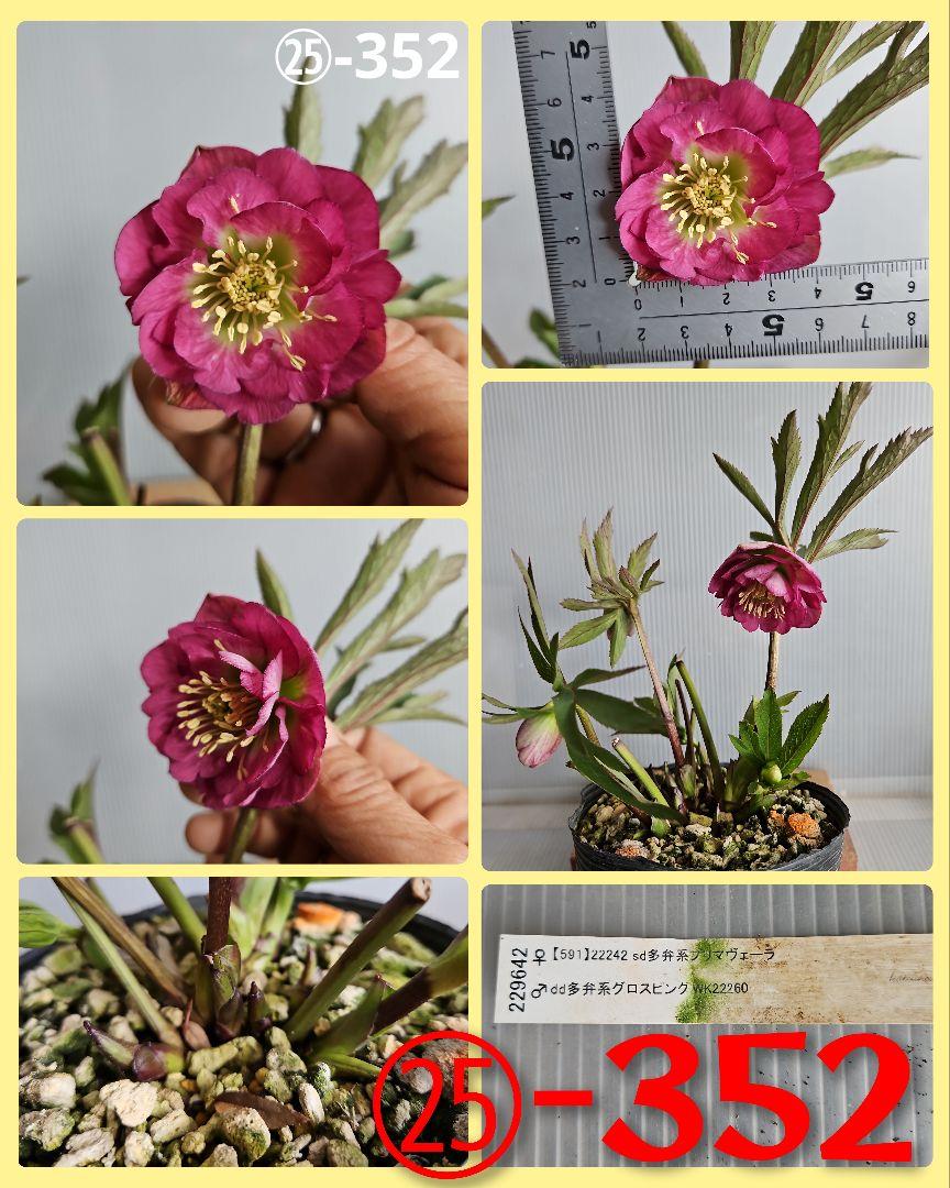 ☆、happy rose様ご購入苗✿㉕-294㉕-352㉕-429㉕-550