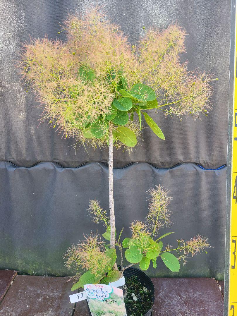 F3スモークツリー緑花接木高さ70cm4.5号ポット大苗グリーンファー