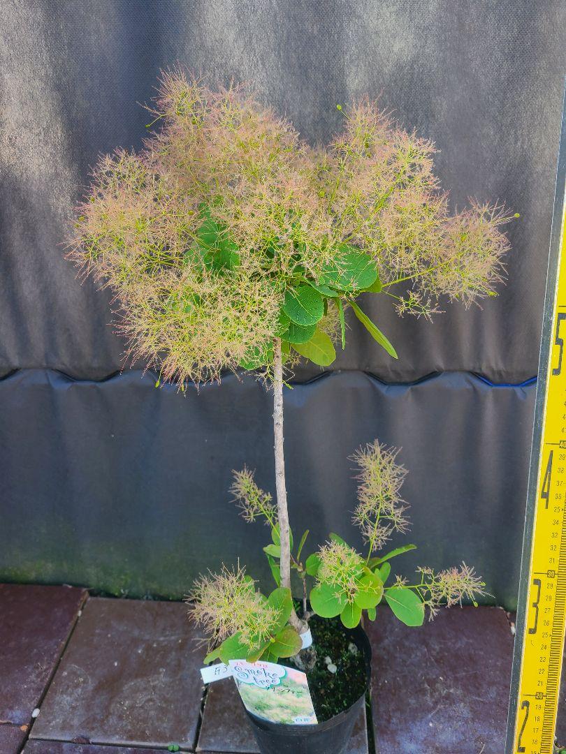 F3スモークツリー緑花接木高さ70cm4.5号ポット大苗グリーンファー