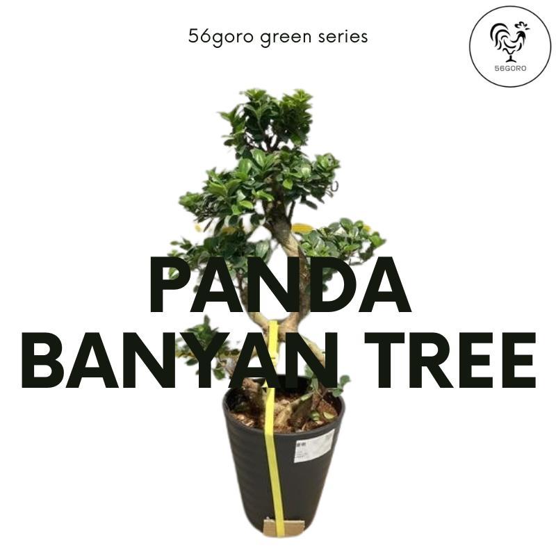 希少 美品 56goro パンダガジュマル〈縁結びの樹〉8の字仕立て