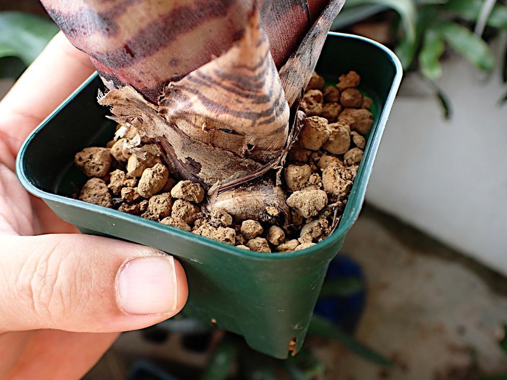 ネオレゲリア ノーマン・ベイツ　Neoregelia Norman Bates