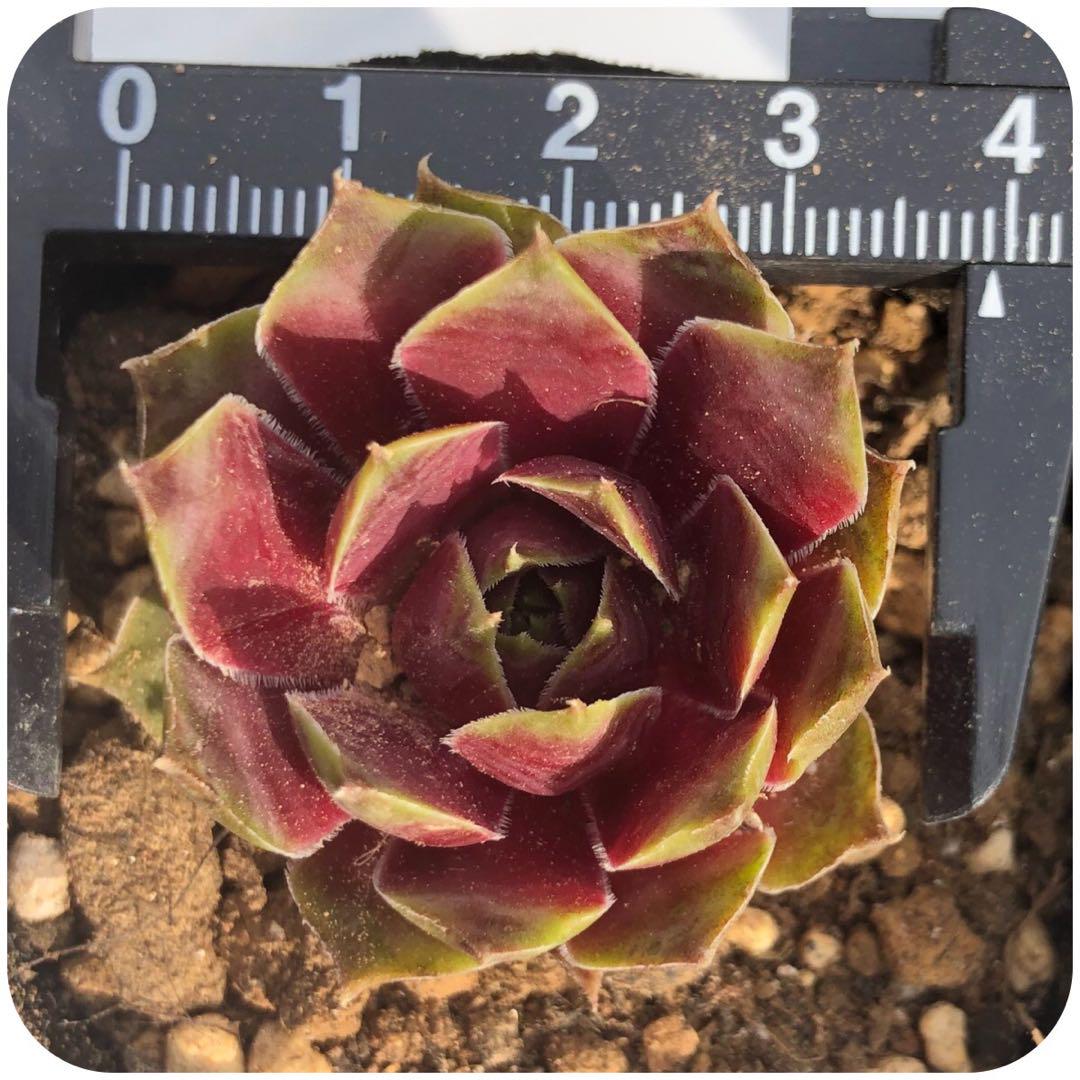 おまかせお名前付き２００品種 多肉植物 センペル センペルビウムセット １６１１ おまかせお名前付き200品種 多肉植物 センペル