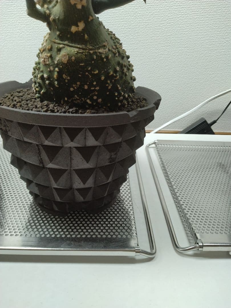 アデニア グロボーサ 大株 現地球 グラキリス パキプス アデニア グロボーサ 大株 現地球 グラキリス パキプス