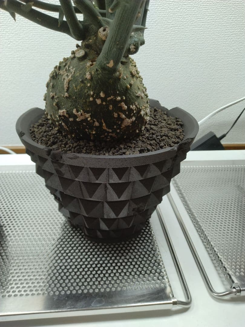 アデニア グロボーサ 大株 現地球 グラキリス パキプス アデニア グロボーサ 大株 現地球 グラキリス パキプス