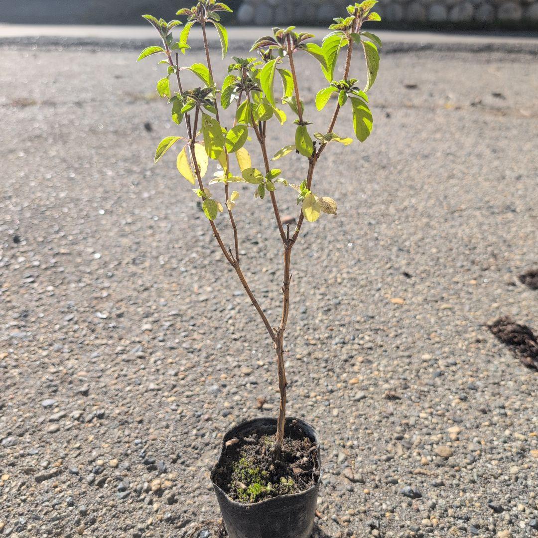 LILACさん。確認用画像