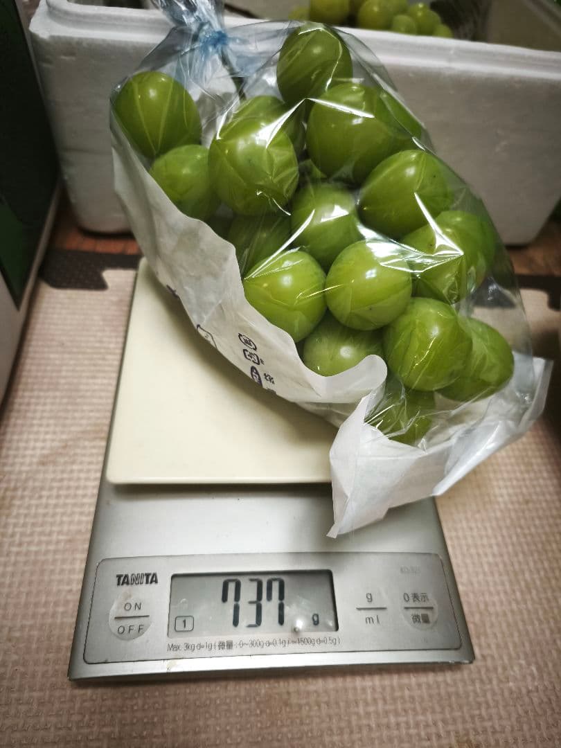 信州高山村のシャインマスカット