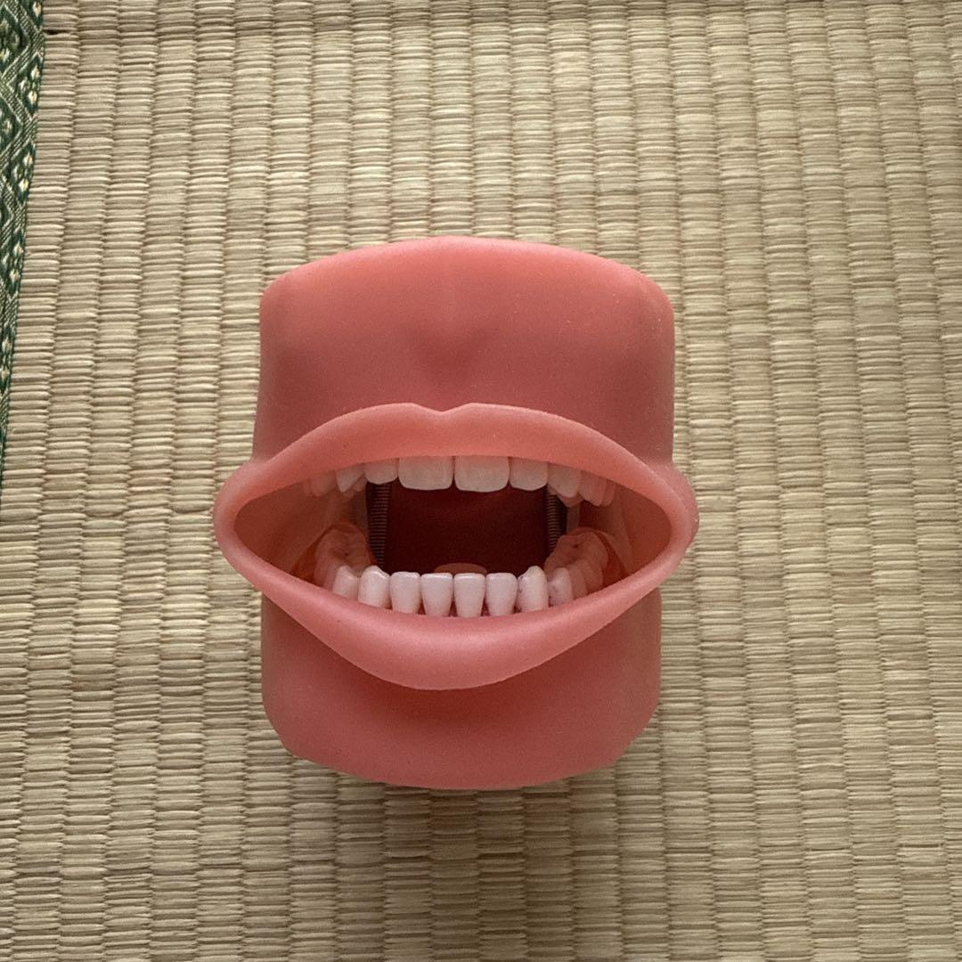 顎模型
