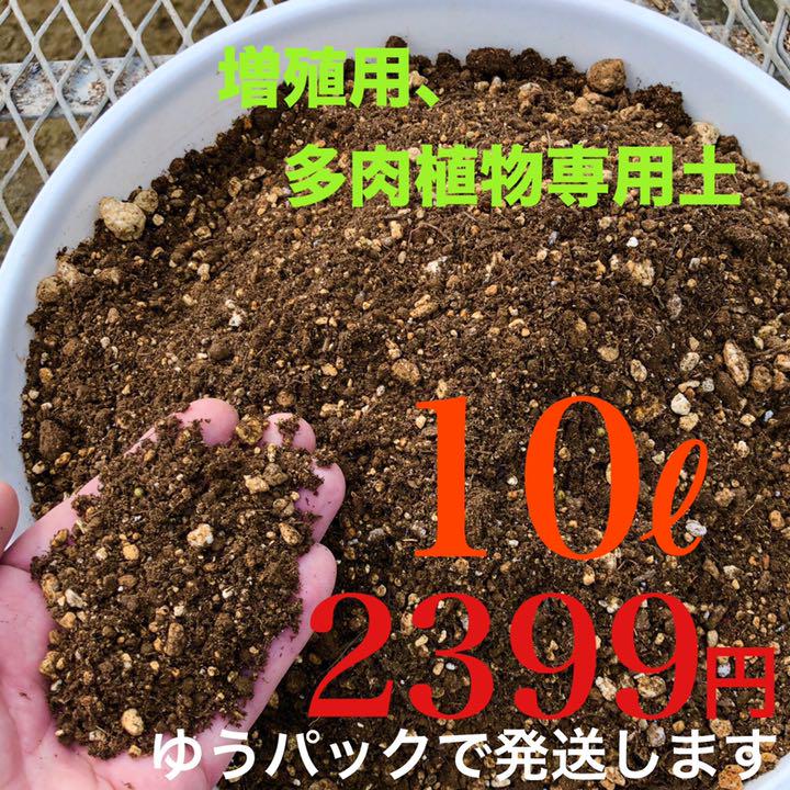 グッズ Tomo様以外ご購入をお控え下さい 多肉植物 グッズ Tomo様以外ご購入をお控え下さい 多肉植物