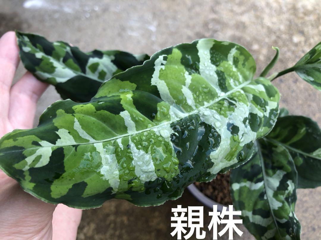 アグラオネマ / Aglaonema pictum tricolor スマトラ産