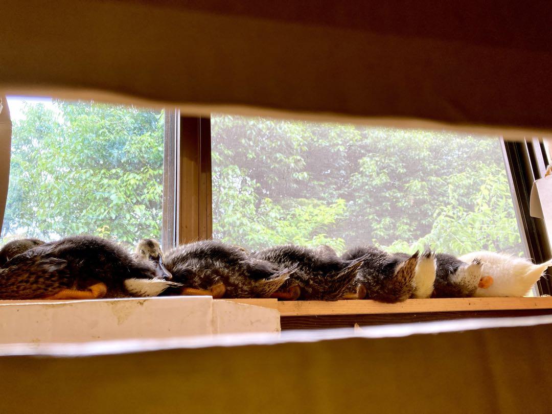 平飼い合鴨有精卵　8個➕6ギフト　(説明文お読みください)