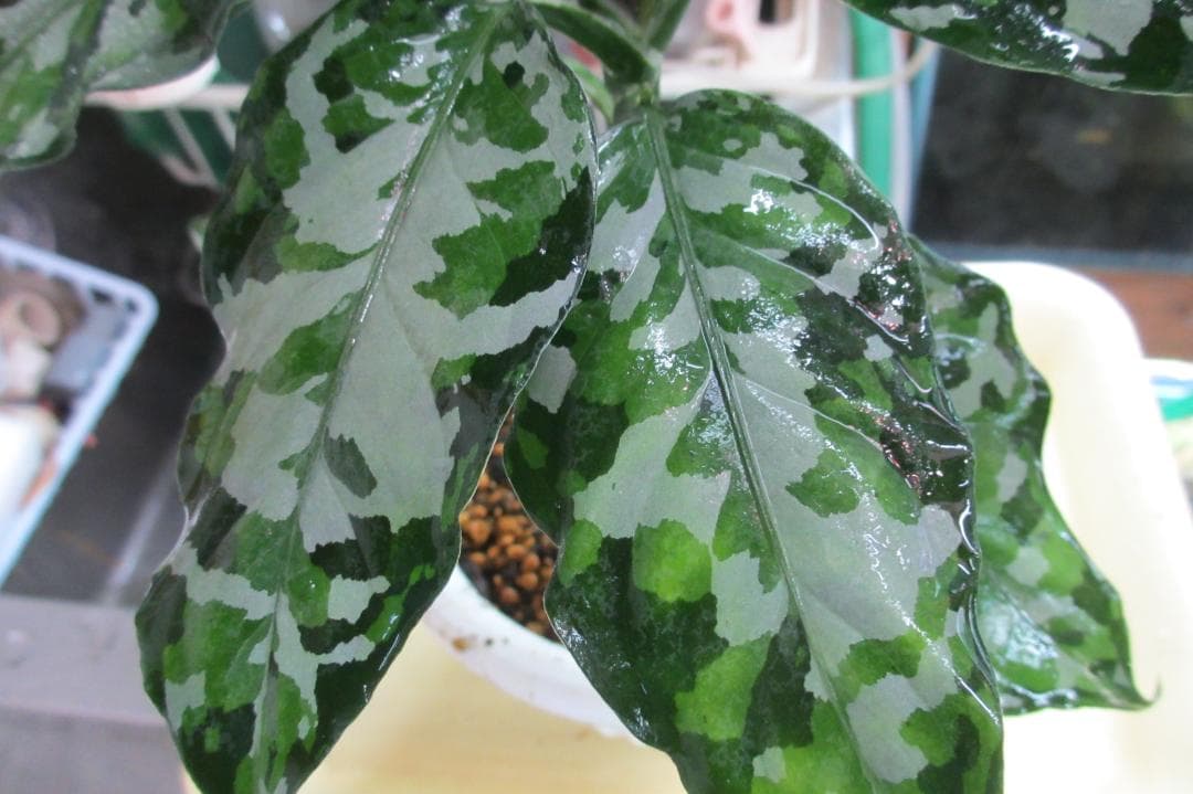 アンダマン諸島