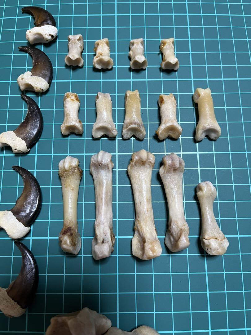 熊爪骨標本