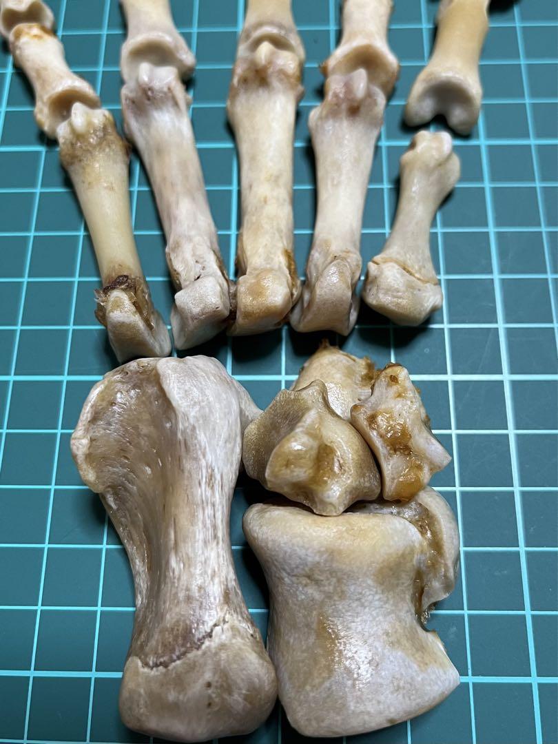熊爪骨標本