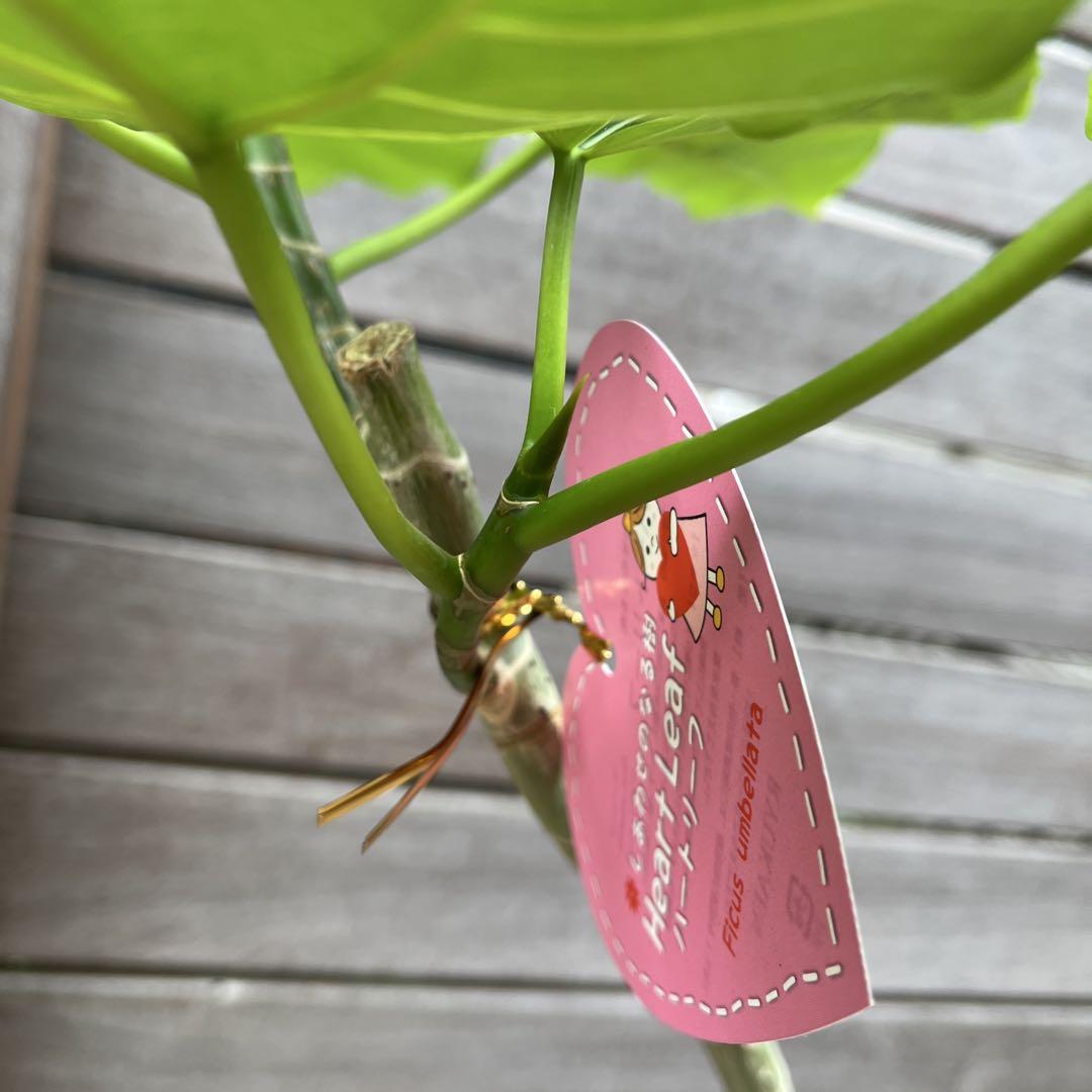 観葉植物　フィカス　ウンベラータ　曲がり仕立て　7号　鉢下からおよそ110センチ