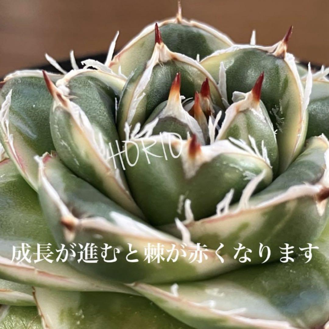速達【鉢ごと発送】活着　特大　アガベ　王妃笹の雪　ピンキー　白覆輪　【TC】