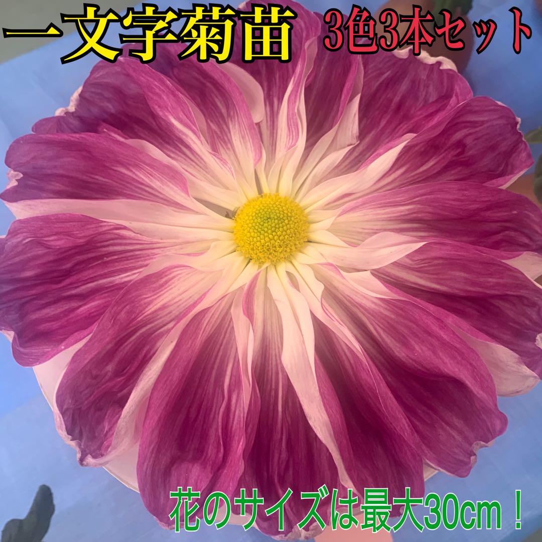 かりん様確認用