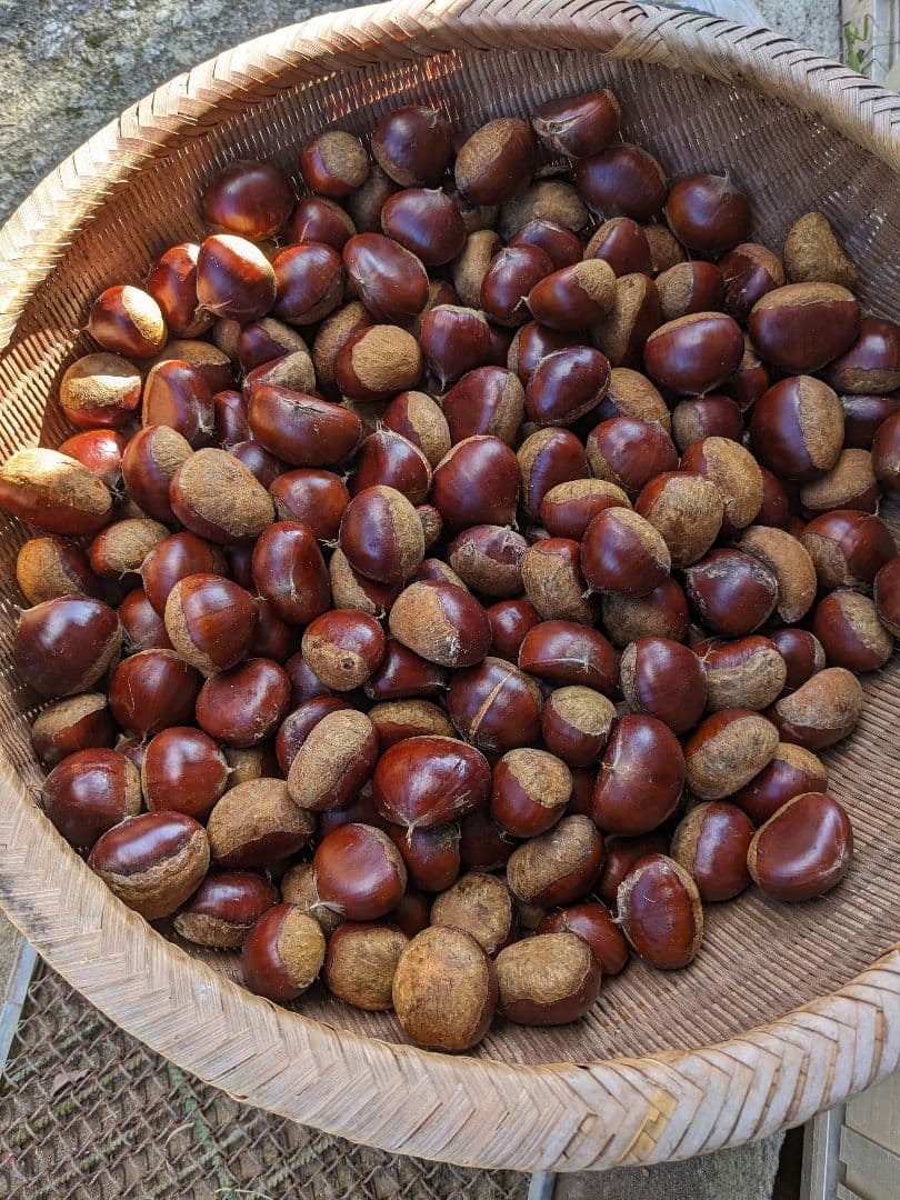 栗ご飯に!生栗8kg(無農薬)。蒸し栗、焼き栗、お菓子、栗ケーキ、 栗ご飯に!生栗8kg(無農薬)。蒸し栗、焼き栗、お菓子、栗ケーキ、