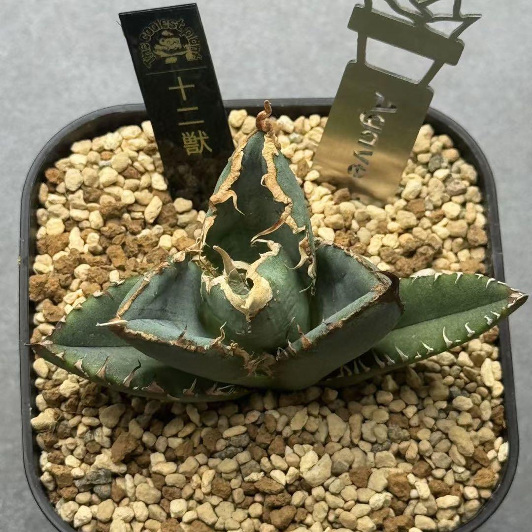 多肉植物・アガベ・チタノタ・十二獣【特選】スーパーコンパクト