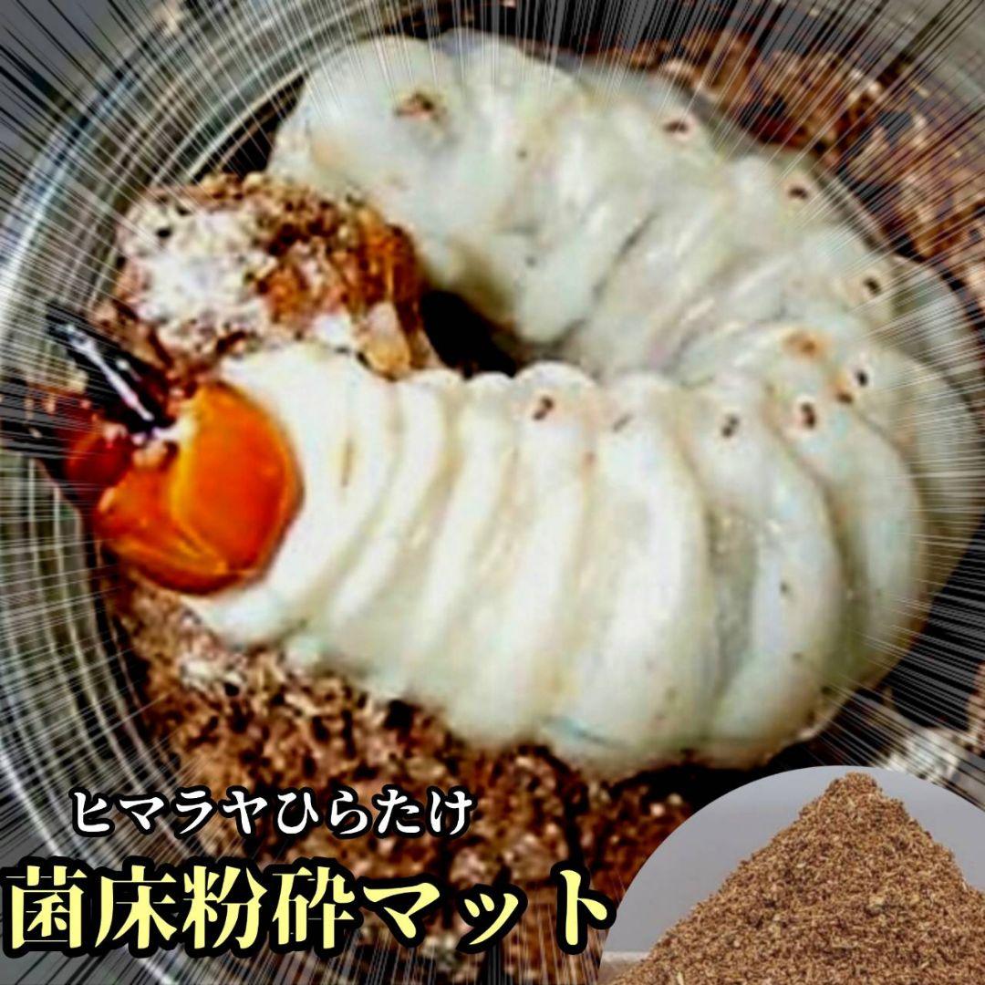 クワガタ幼虫専用　ヒマラヤひらたけ菌床マット【20L】ボトルやカップに詰めるだけ