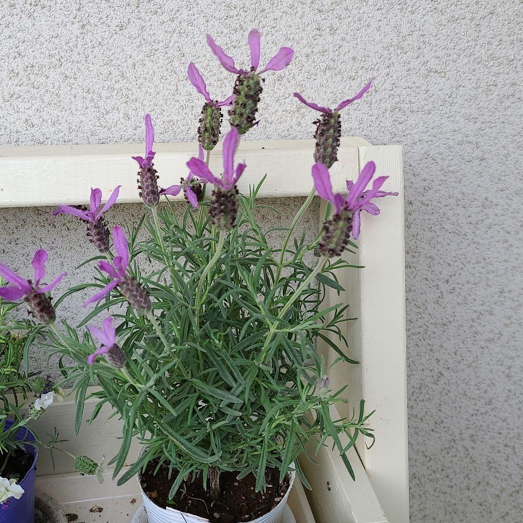 メルカリ カット苗 ストエカスラベンダー オーシャンブルー カット苗5本 植物 観葉植物 380 中古や未使用のフリマ メルカリ カット苗 ストエカスラベンダー オーシャンブルー カット苗5本 植物 観葉植物 380 中古や未使用のフリマ