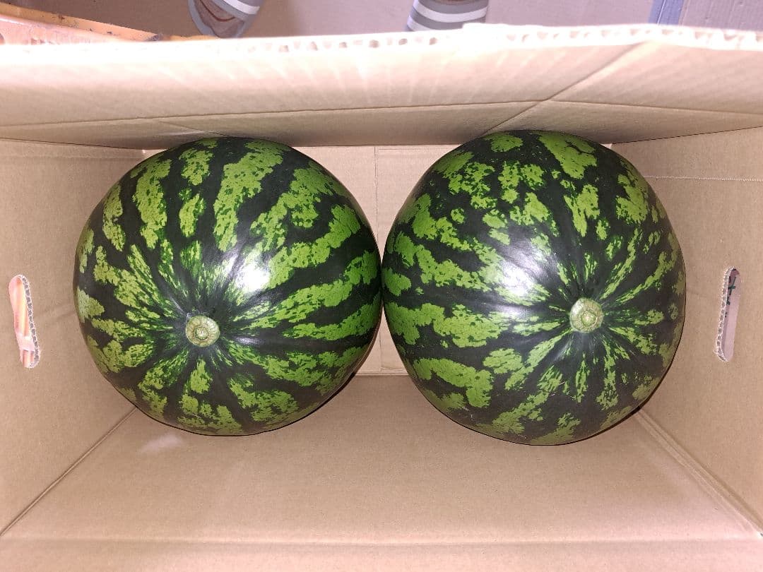 山形県産　すいか　羅皇ザ・スウィート　2Lサイズ　家庭用　2玉入り