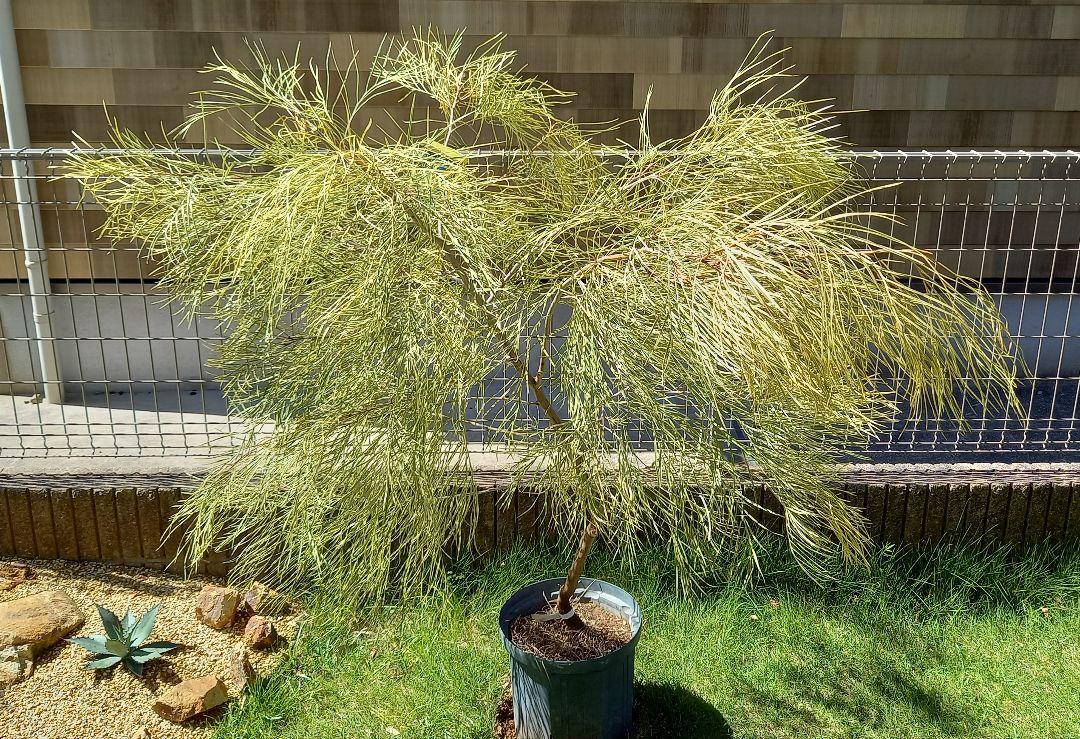 グレビレア ハニーワンダー 大株 希少 大株 グレビレア ハニーワンダー 観葉植物