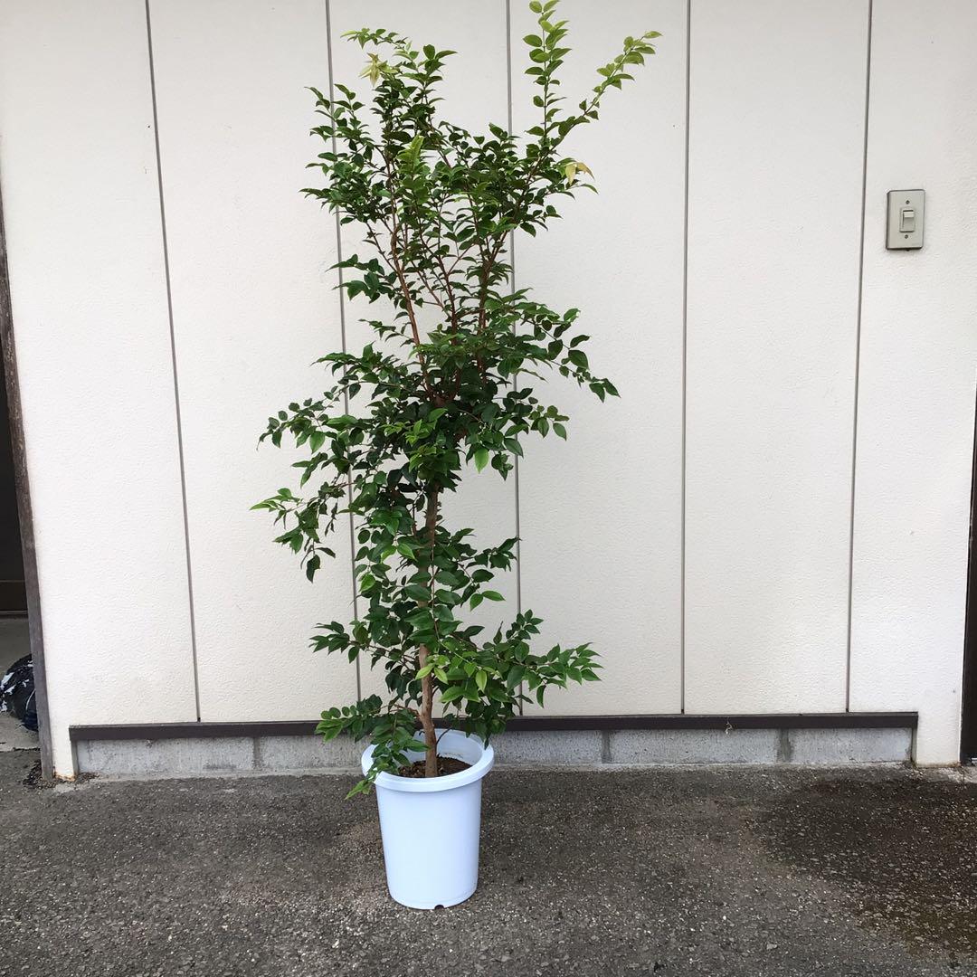 ジャボチカバ　大葉種　花芽付き ジャボチカバ 大葉種 花芽付き