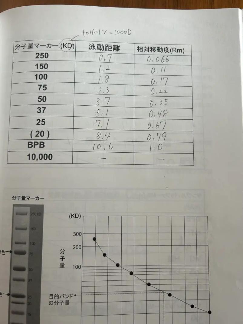 【送料無料（一部地域を除く）】 生物系実習2実習書2022 OX OW EC 語学・辞書・学習参考書 ON 語学・辞書・学習参考書