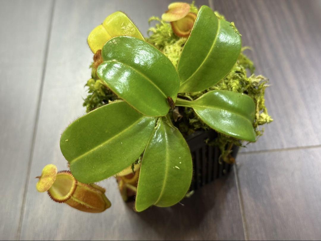 食虫植物N. villosa kinabalu