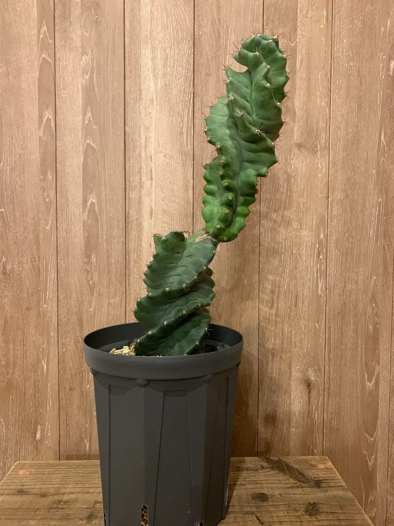 発根済み目立った傷や汚れなし