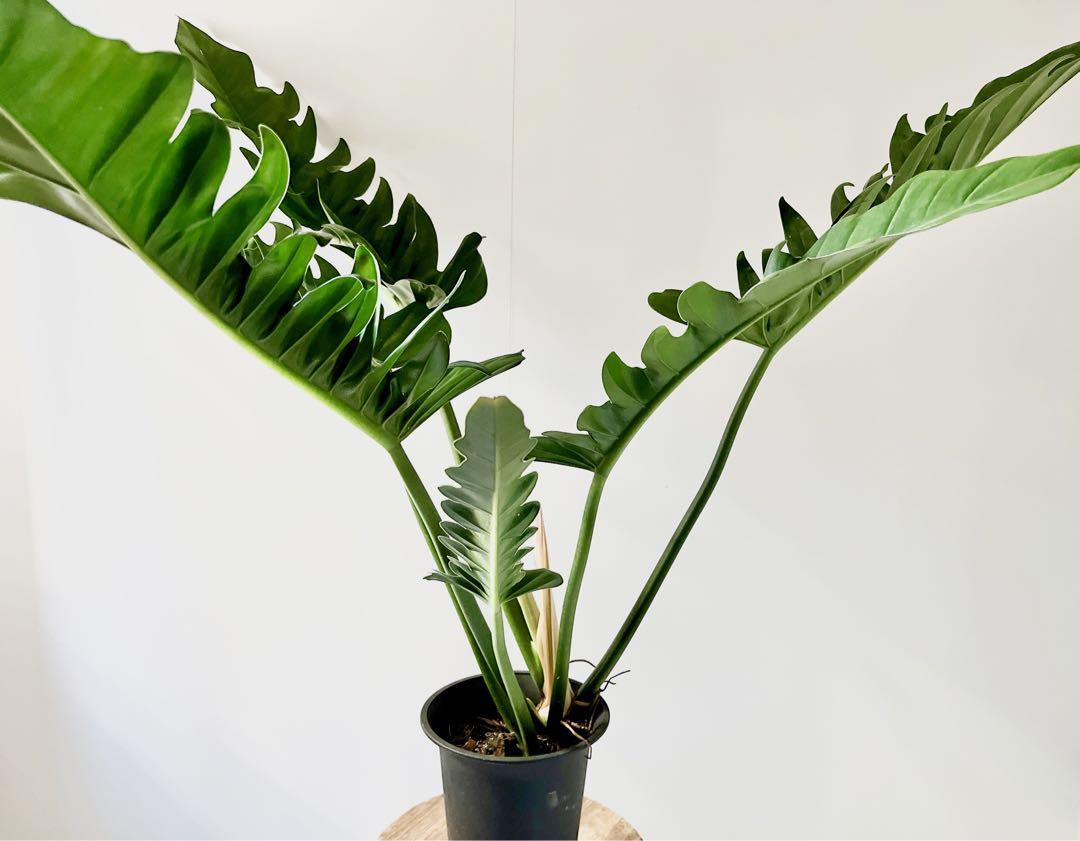 1/4撮影 極極希少 フィロデンドロン シャーク 観葉植物 室内 大型