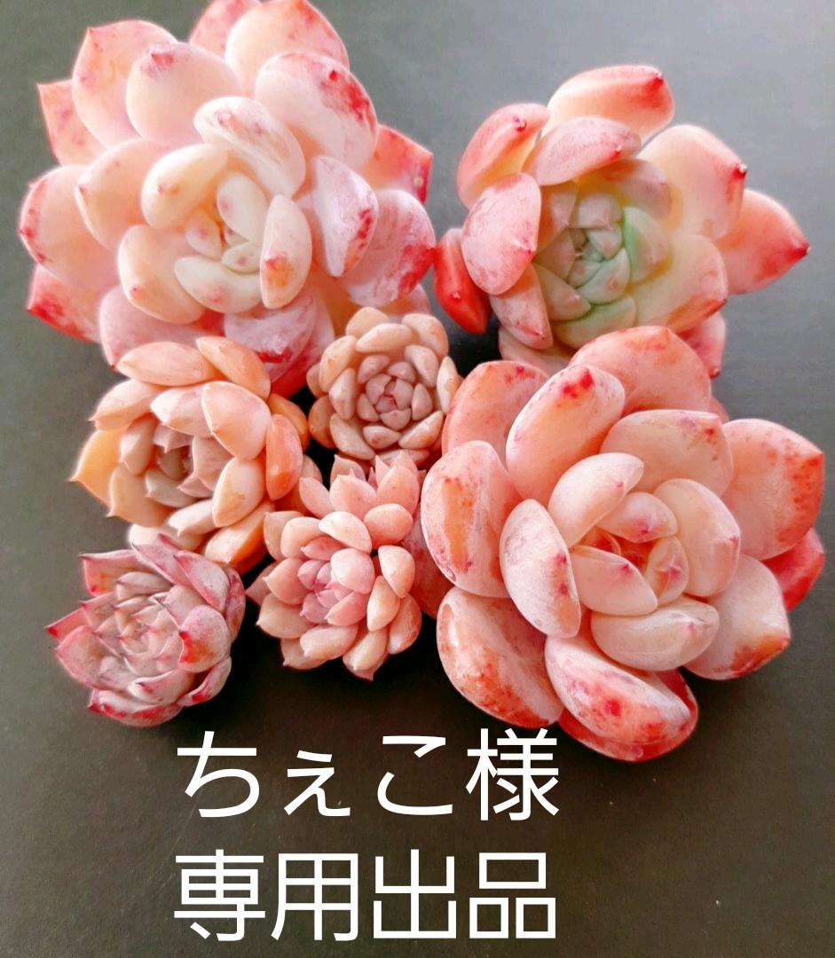 ンピース @ 'ェ' @様 専用出品の通販 by ADELHEID LADEN|ラクマ はオフホワ - shineray.com.br ンピース @ 'ェ' @様 専用出品の通販 by ADELHEID LADEN|ラクマ はオフホワ - shineray.com.br
