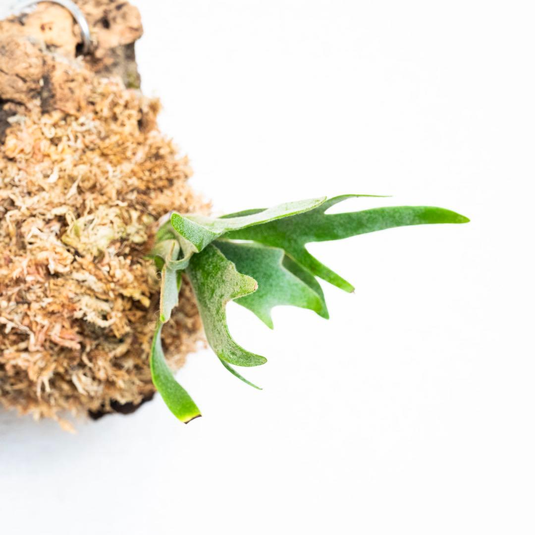 コルク付け8やや傷や汚れあり