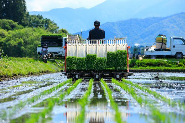 白米(岡山県)[数量限定][減農薬]