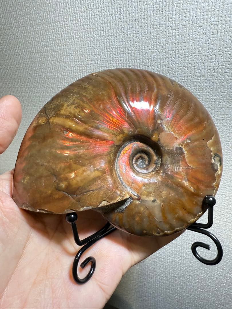 超大天然斑彩螺 アンモナイト化石 繁栄と調和をもたらす風水 虹大量あり 台座付き 超大天然斑彩螺 アンモナイト化石 繁栄と調和をもたらす風水 虹大量あり 台座付き
