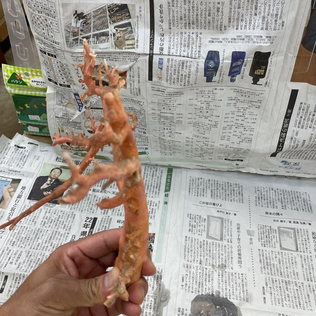 珊瑚 - その他一 番 安い 通販