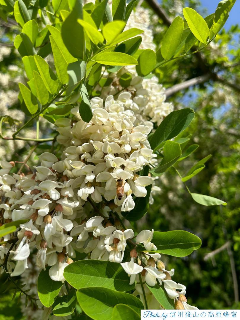 アカシア蜂蜜 1000g 2本 長野県産 国産蜂蜜 生蜂蜜 セイヨウ