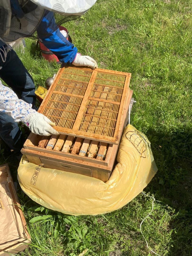 アカシア蜂蜜 1000g 2本 長野県産 国産蜂蜜 生蜂蜜 セイヨウミツバチ アカシア蜂蜜 1000g 2本 長野県産 国産蜂蜜 生蜂蜜 セイヨウ