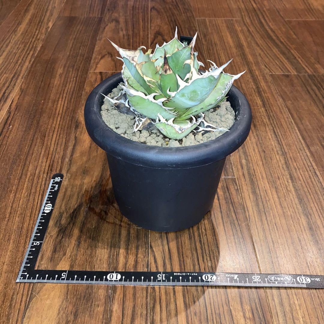 アガベ オテロイ オアハカ メキシコ産 現地株【現品・鉢付・タグ