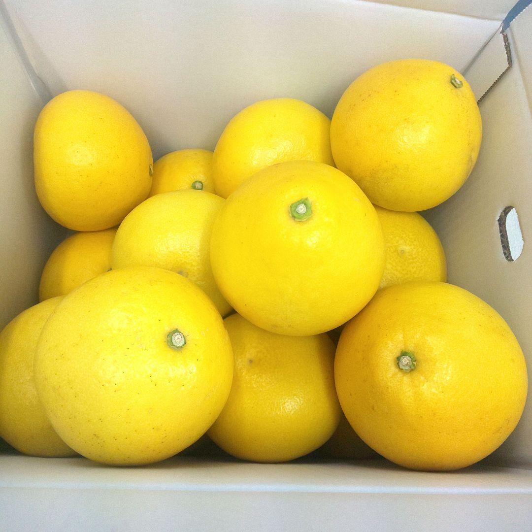 高知県産土佐文旦 4Lサイズ 約10kg