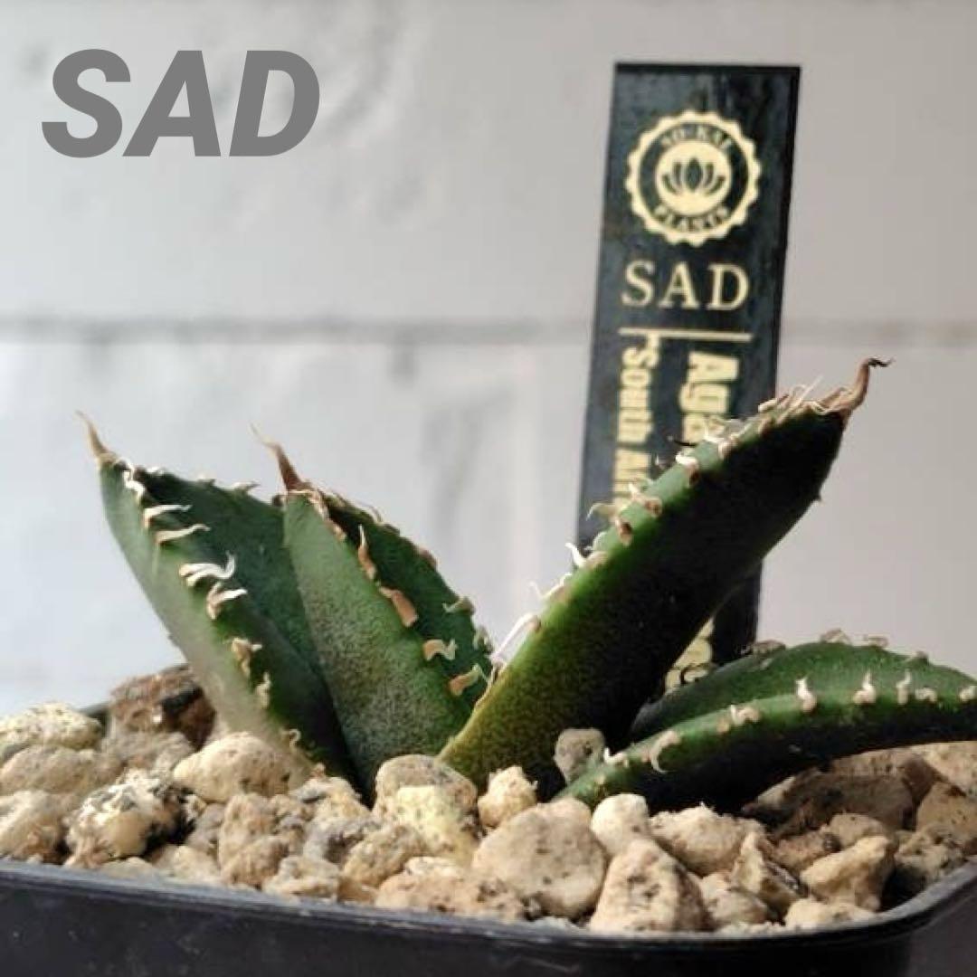 【最終値下げ】アガベ　チタノタ　南アフリカダイヤモンド　SAD sad 最終値下げ】アガベ チタノタ 南アフリカダイヤモンド SAD sad