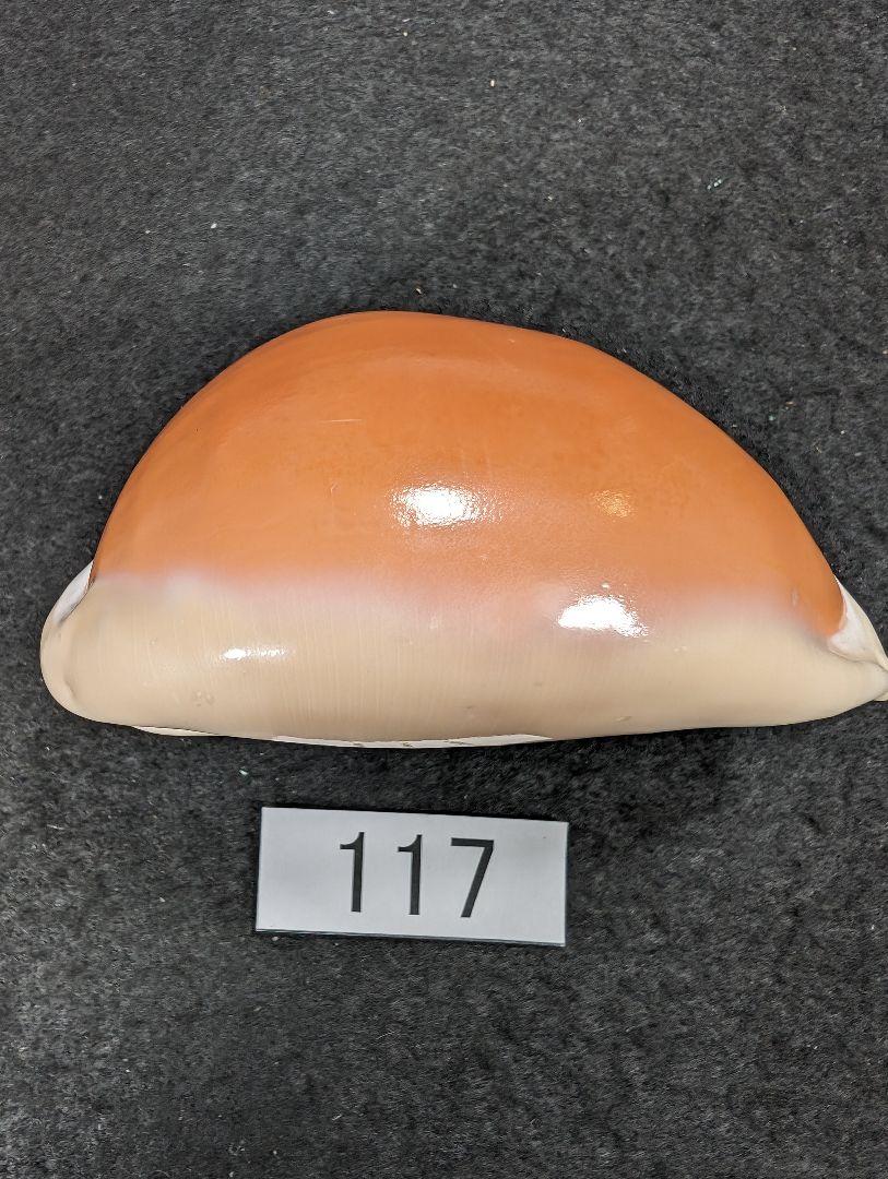 ナンヨウダカラ  コガネダカラ  92mm  No.117