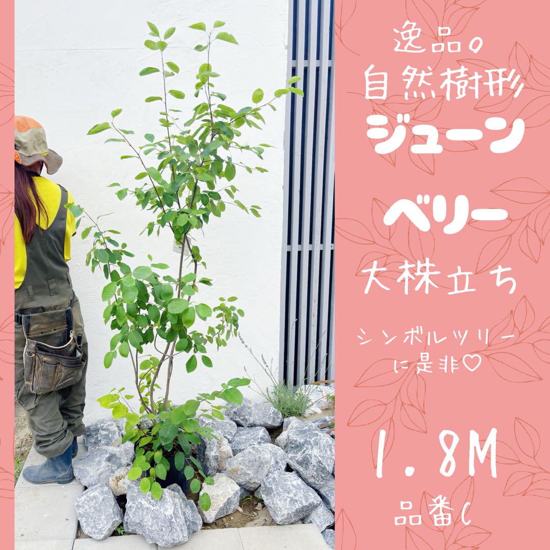 優良 ジューンベリー 大株立 1.8M(鉢底から) 品番C