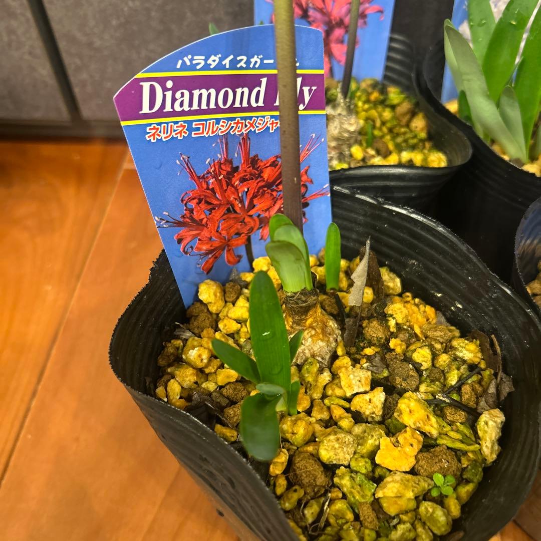 カンカツ様専用‼︎ ネリネ苗 ネリネ球根 ダイアモンドリリー 4ポット カンカツ様専用‼︎ ネリネ苗 ネリネ球根 ダイアモンドリリー 4ポット