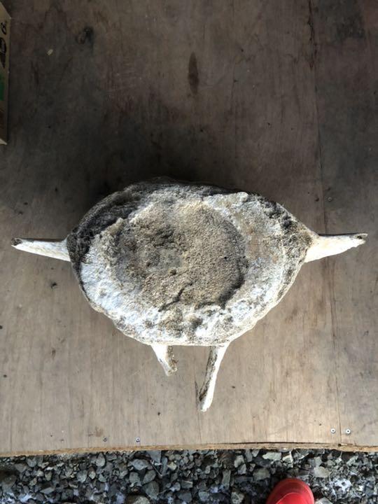 鯨 背骨