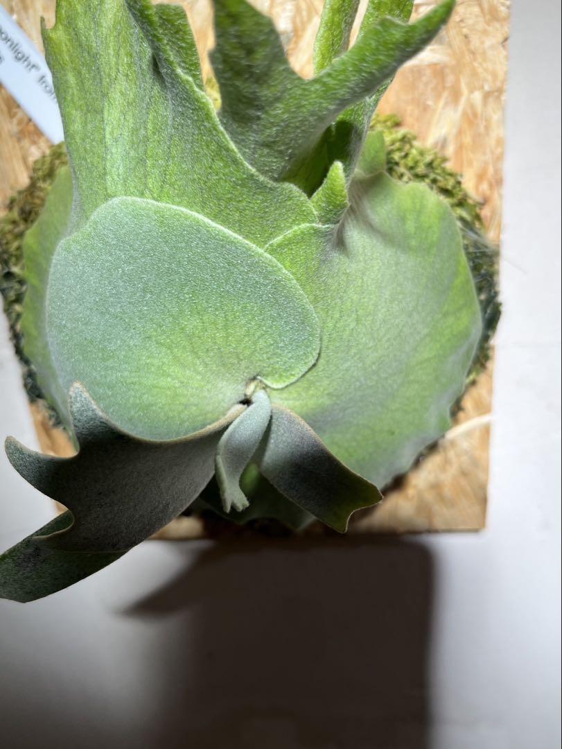 晴花株からの株分け