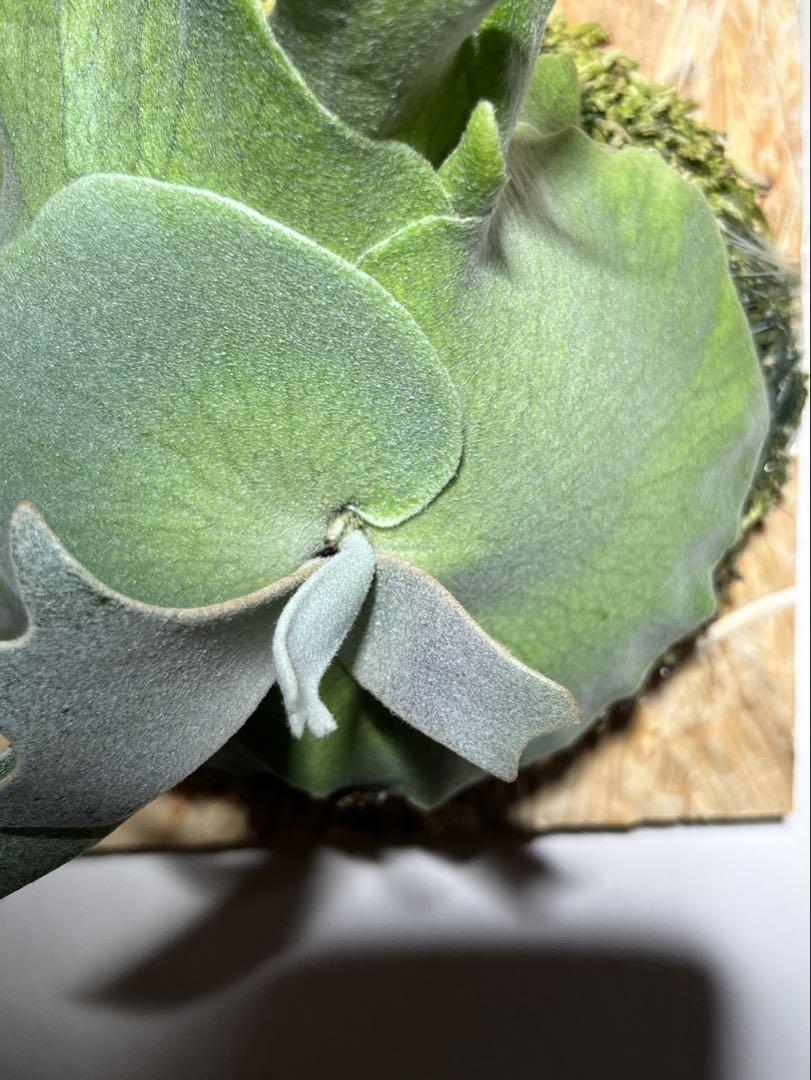 P.Willinckii Moonlight