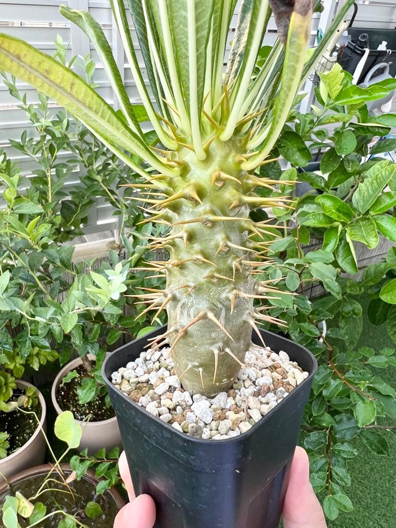 パキポディウム　アンボンゲンセ国内実生 検/グラキリス ウィンゾリー